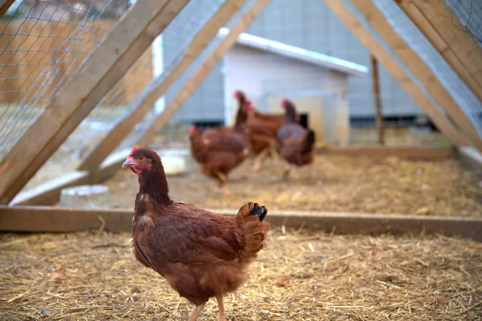 Chicken Run